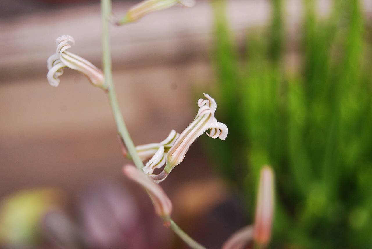 十二卷開花