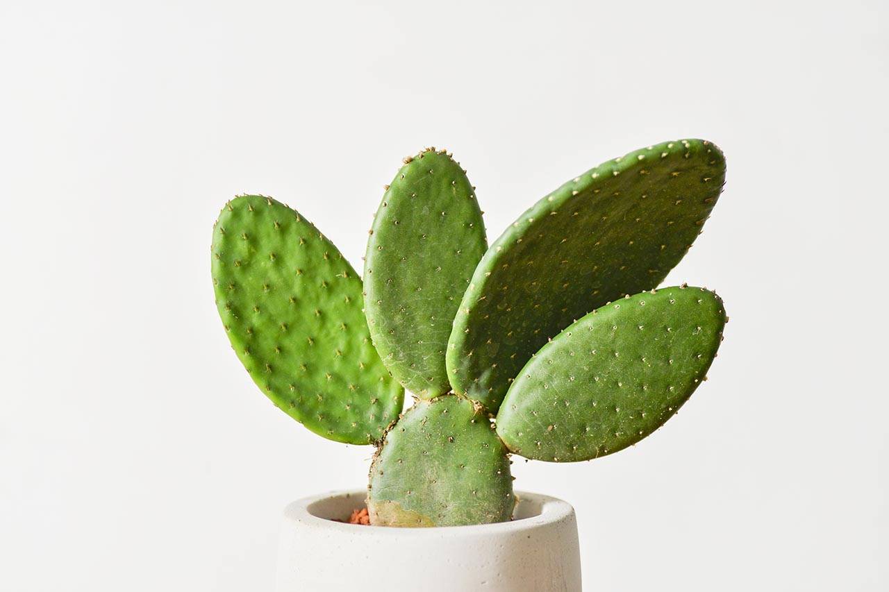 42 種高人氣多肉植物介紹與照顧方式 Opuntia Elatior1